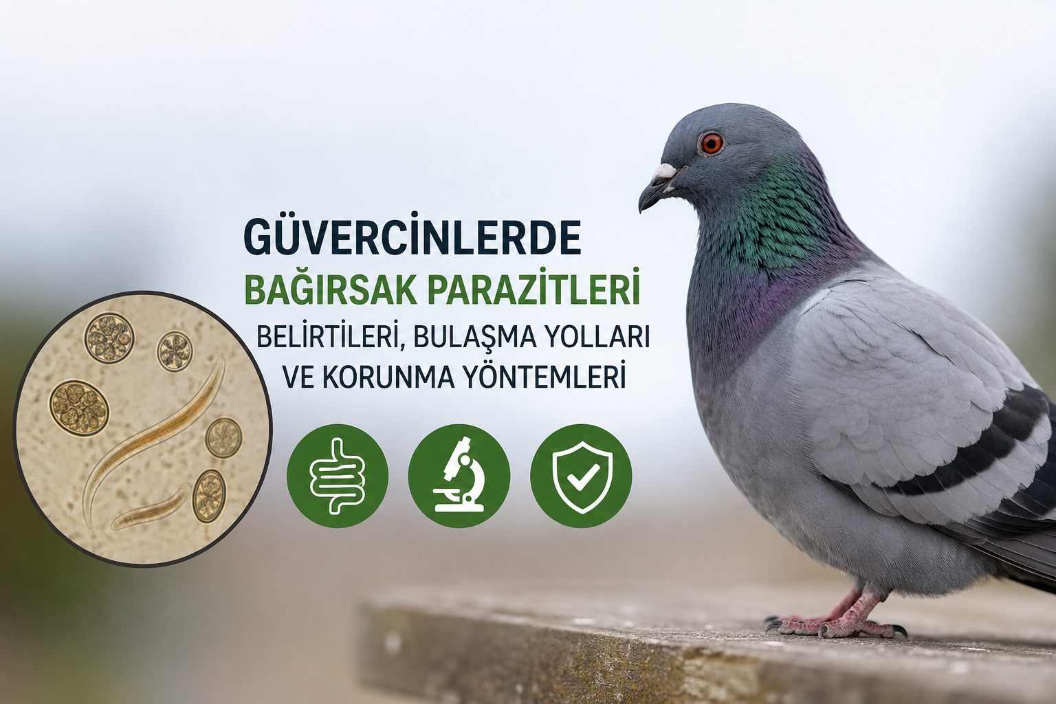 Güvercinlerde bağırsak parazitleri ve koksidiyoz hakkında bilgilendirici güvercin görseli