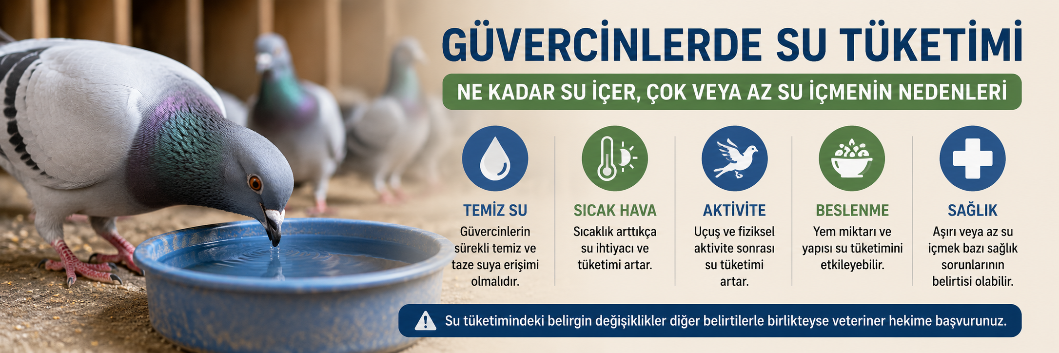 Sulukta su içen güvercin ve güvercinlerde doğru su tüketimi