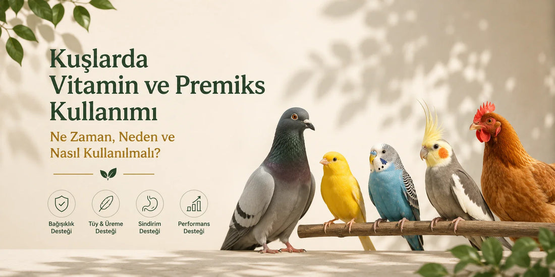 Kuşlarda Vitamin ve Premiks Kullanımı: Ne Zaman, Neden ve Nasıl Kullanılmalı?